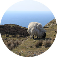 slieve