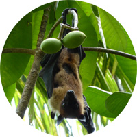 bat
